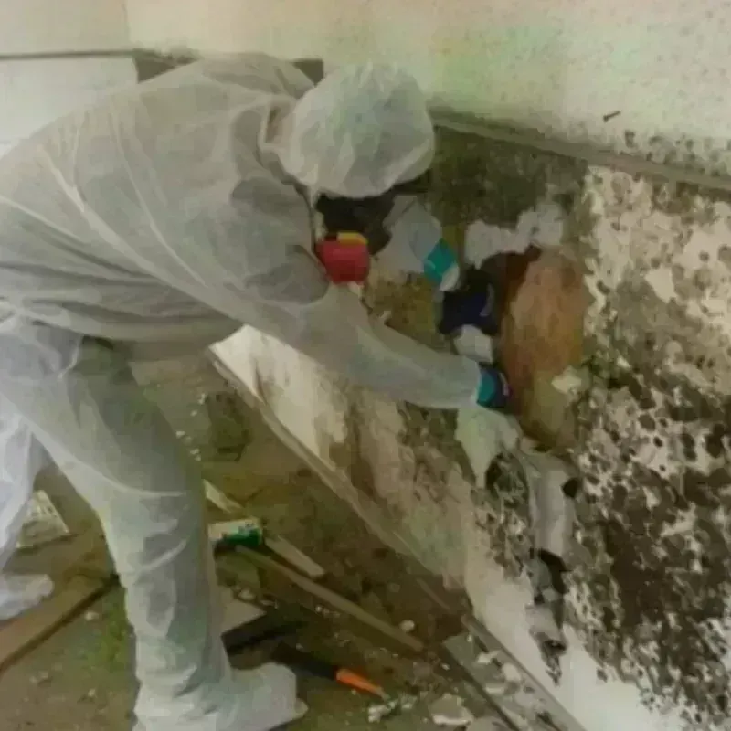 Mold Remediation and Removal in City of Franklin, VA